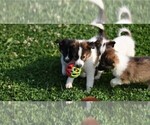 Small Photo #32 Collie Puppy For Sale in PARIS, MI, USA