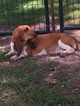 Small Photo #1 Basset Hound Puppy For Sale in BENTON, AR, USA