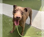 Small #1 American Pit Bull Terrier Mix