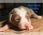 Small Photo #2 Australian Shepherd Puppy For Sale in ARBA, IN, USA