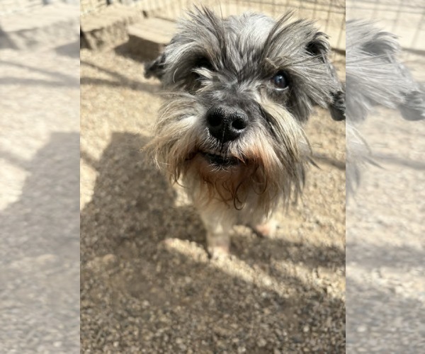 Medium Photo #1 - Mix Puppy For Sale in Mukwonago, WI, USA