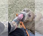 Small #1 American Pit Bull Terrier