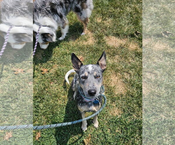 Medium Photo #5 Mutt Puppy For Sale in Garden City, NY, USA