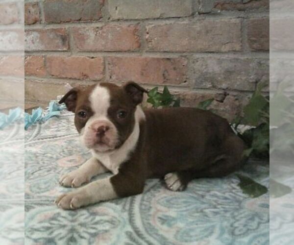 Medium Photo #2 Boston Terrier Puppy For Sale in HOT SPRINGS, SD, USA