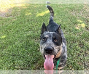 Mutt Dogs for adoption in Paso Robles, CA, USA