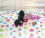 Small #2 Dachshund