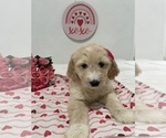 Small Photo #6 Goldendoodle Puppy For Sale in NORTH HIGHLANDS, CA, USA