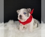 Small Photo #6 French Bulldog Puppy For Sale in PORT READING, NJ, USA