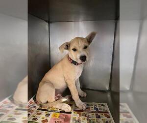 Mutt Dogs for adoption in Stockton, CA, USA