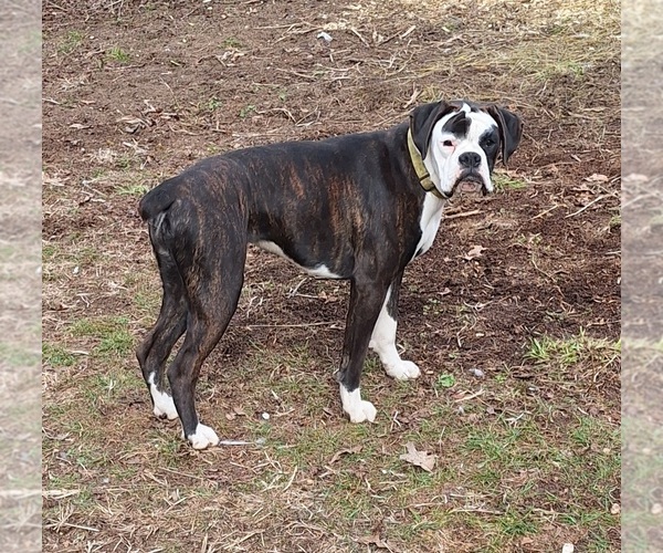Medium Photo #1 Boxer Puppy For Sale in HOPKINS, MI, USA