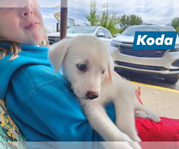 Medium Photo #2 Great Pyrenees Puppy For Sale in Marine City, MI, USA