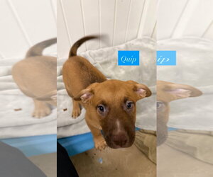 American Staffordshire Terrier-Unknown Mix Dogs for adoption in Gilberts, IL, USA