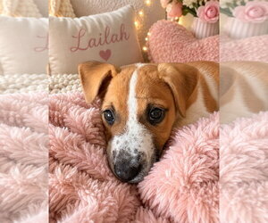 Coonhound-Jack Russell Terrier Mix Dogs for adoption in Ball Ground, GA, USA