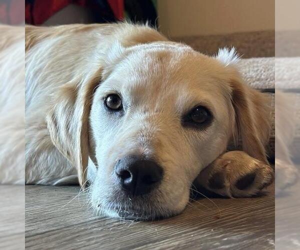 Medium Photo #9 Labrador Retriever-Unknown Mix Puppy For Sale in San Diego, CA, USA