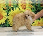 Pretzel - Male Poodle (Toy) Puppy for Sale - Photo #24