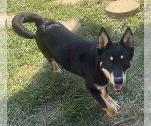 261447  Chekov - Male Siberian Husky-Unknown Mix Dog for Adoption - Photo #3