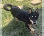 Small Photo #3 Siberian Husky-Unknown Mix Puppy For Sale in Wetumpka, AL, USA