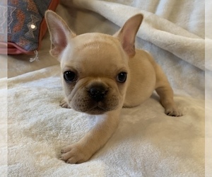 French Bulldog Puppy for sale in JOHNS ISLAND, SC, USA