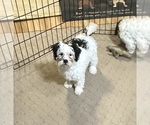 Small #3 Shih-Poo