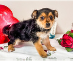 Small Photo #9 Yoranian Puppy For Sale in WAKARUSA, IN, USA