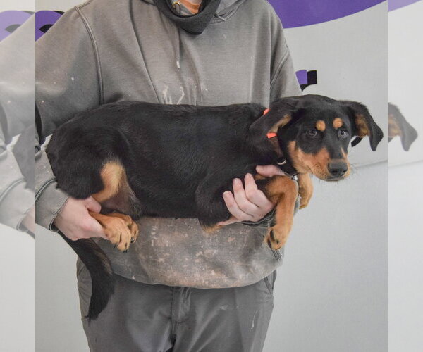 Medium Photo #2 Shepweiller Puppy For Sale in Huntley, IL, USA