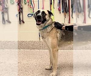 German Shepherd Dog-Siberian Husky Mix Dogs for adoption in Brighton, CO, USA
