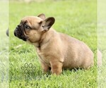 Small #2 French Bulldog