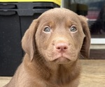 Small #2 Labrador Retriever