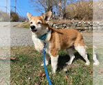 Small #15 Chihuahua Mix