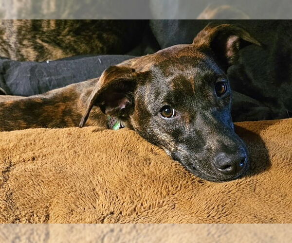 Medium Photo #1 Plott Hound Puppy For Sale in Sandy, UT, USA