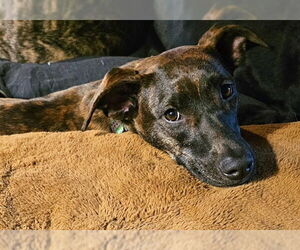 Plott Hound Dogs for adoption in Sandy, UT, USA