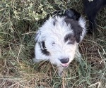 Puppy Bubba Australian Shepherd-Old English Sheepdog Mix