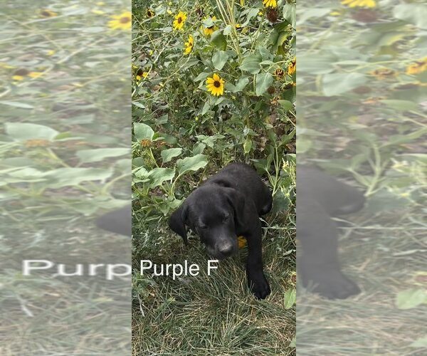 Medium Photo #8 Labrador Retriever Puppy For Sale in GILLETTE, WY, USA