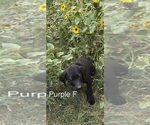 Small Photo #8 Labrador Retriever Puppy For Sale in GILLETTE, WY, USA