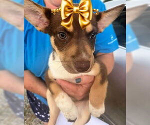 Chi-Corgi Dogs for adoption in Mt. Laurel, NJ, USA