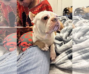 COURTESY POST: Astro - Male Boston Terrier Dog for Adoption - Photo #4
