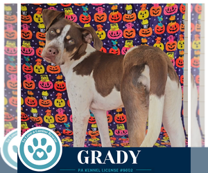 Grady 101726 - Male Mutt Dog for Adoption - Photo #3