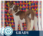 Small Photo #3 Mutt Puppy For Sale in Kimberton, PA, USA