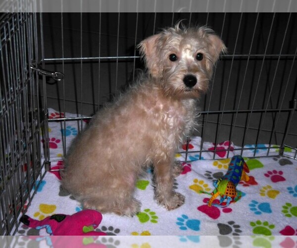 Medium Photo #7 Schnoodle (Miniature) Puppy For Sale in ORO VALLEY, AZ, USA