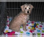 Small #6 Schnoodle (Miniature)
