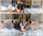 Small #2 French Bulldog