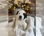 Small Photo #1 Great Pyrenees-Saint Bernard Mix Puppy For Sale in ROLAND, IA, USA