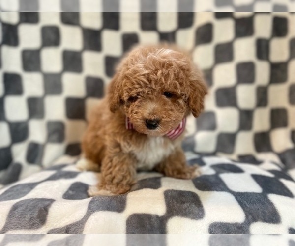 Medium Photo #4 Bichpoo Puppy For Sale in LAKELAND, FL, USA