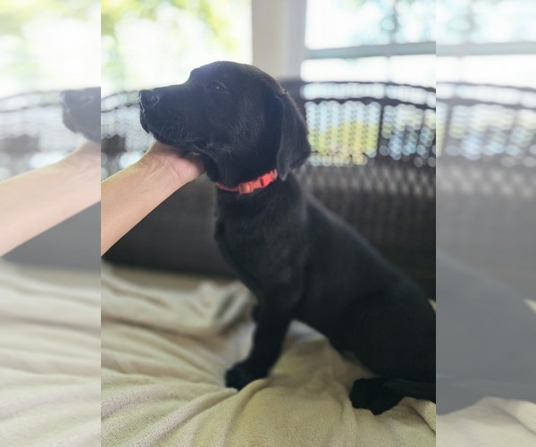 Medium Photo #1 Labrador Retriever Puppy For Sale in APPOMATTOX, VA, USA
