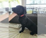 Small Labrador Retriever