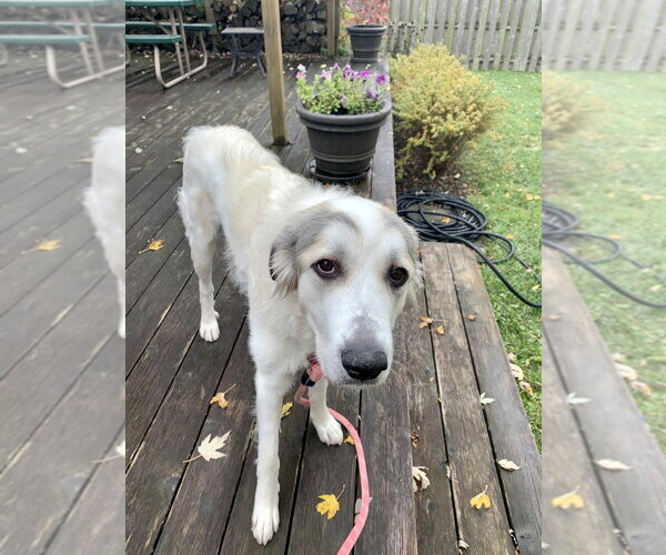 Medium Photo #3 Great Pyrenees-Unknown Mix Puppy For Sale in Mundelein, IL, USA