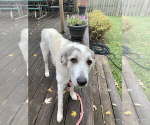 Pearl - Female Great Pyrenees-Unknown Mix Dog for Adoption - Photo #3