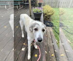 Small Photo #3 Great Pyrenees-Unknown Mix Puppy For Sale in Mundelein, IL, USA
