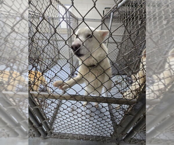 Medium Photo #4 German Shepherd Dog-Huskies  Mix Puppy For Sale in Winston Salem, NC, USA