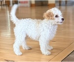 Small #2 Cavapoo (Miniature)